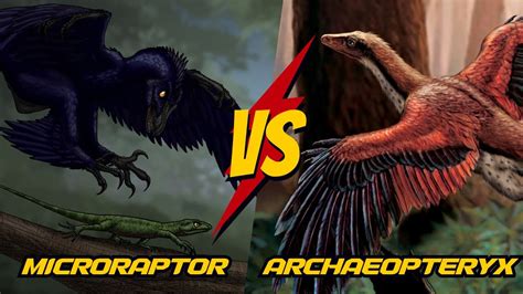 microraptor vs archaeopteryx.